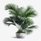 The Timeless Elegance of Majesty Palm on a White Surface