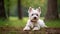 Timeless Elegance: A West Highland White Terrier In Bokeh Style