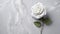 Timeless Serenity: White Rose Flower on Grey Surface with Naturalistic Vibe