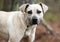 Timid hound Black Mouth Cur mix breed mutt dog