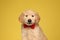 Timid labrador retriever puppy wearing red bowtie