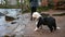 Timid Old English Sheepdog puppy scared of water