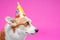 Timid portrait dog pembroke welsh corgi wear cap birthday,  looks scared on bright pink background