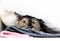A timid Tortoiseshell shorthair cat hiding under blankets