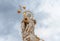 TIMISOARA, ROMANIA - 15 OCTOBER 2016 Statue from 1756 in Liberty Square in Timisoara