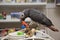 Timneh African Grey