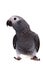 Timneh African Grey Parrot isolated on white