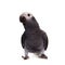 Timneh African Grey Parrot isolated on white