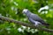 Timneh Grey Parrot (Psittacus timneh)