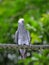Timneh Grey Parrot (Psittacus timneh)