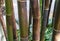 Timor Black Bamboo, a tropical plant from Indonesia