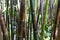 Timor Black Bamboo, a tropical plant from Indonesia