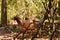 A timor deer in Komodo National Park