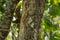 Timor Tree Monitor Lizard climbing a tree.