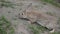 Timorous Grey cottontail Bunny on the ground