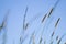 Timothy grass growing on a field under blue sky