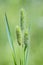 Timothy-grass lat. Phleum pratense