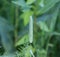 Timothy grass (Phleum pratense) on meadow field