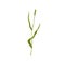 Timothy grass. Phleum pratense, wild plant. Botanical drawing of field flower. Green thin tall stem with leaf and