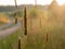 Timothy-grass spikes in evening light