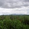 Timothy hay that had naturally grown on a low lying often denuded plain land wide area