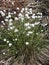 Timothy plant in marsh