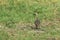 Tinamou in grassland environment