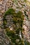 Tinder fungi on a tree overgrown with moss.