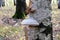 Tinder fungus fomes on tree. Tinder polypore hoof fungus close-up