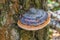 The tinder fungus (Fomitopsis pinicola) on a dead birch in the w