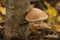 Tinder fungus grows on birch.