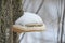 Tinder fungus or hoof fungus Fomes fomentarius grows on birch wood. Inedible mushroom, tree parasite.