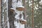 Tinder fungus or hoof fungus Fomes fomentarius grows on birch wood. Inedible mushroom, tree parasite.