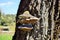 Tinder fungus on a tree trunk close up