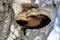 Tinder mushroom with the Latin name Fomes fomentarius in the autumn forest on the trunk of an old tree