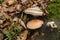 Tinder mushrooms
