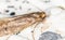 Tinea pellionella, the case-bearing clothes moth, super macro photo