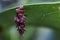 Tinea pellionella, a case-bearing moth