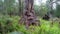 The tingle tree near the tree tops walkway at Walpole Western Australia in autumn.