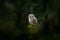 Tinny bird Eurasian Pygmy Owl, sitting on spruce tree trunk with clear dark green forest background, in the nature habitat, Czech.