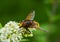 Tinny cute bee-like fly sitting on a white flower