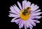 Tinny cute fly sitting on a flower