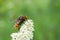 Tinny cute fly on a white flower