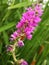 The tinny red flowers cluster together