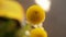 A tinny yellow flower of chamomile