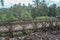 Tinoor bailey bridge at Tinoor village, Manado, North Sulawesi, Indonesia.