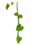Tinospora cordifolia herb vine on white background