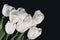 tinted image bouquet of a white tulips on a dark background. horizontal, space for text