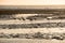 Tinted image of flamingo silhouettes moving along Namibian Coast