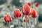 Tinted photo of red young tulips